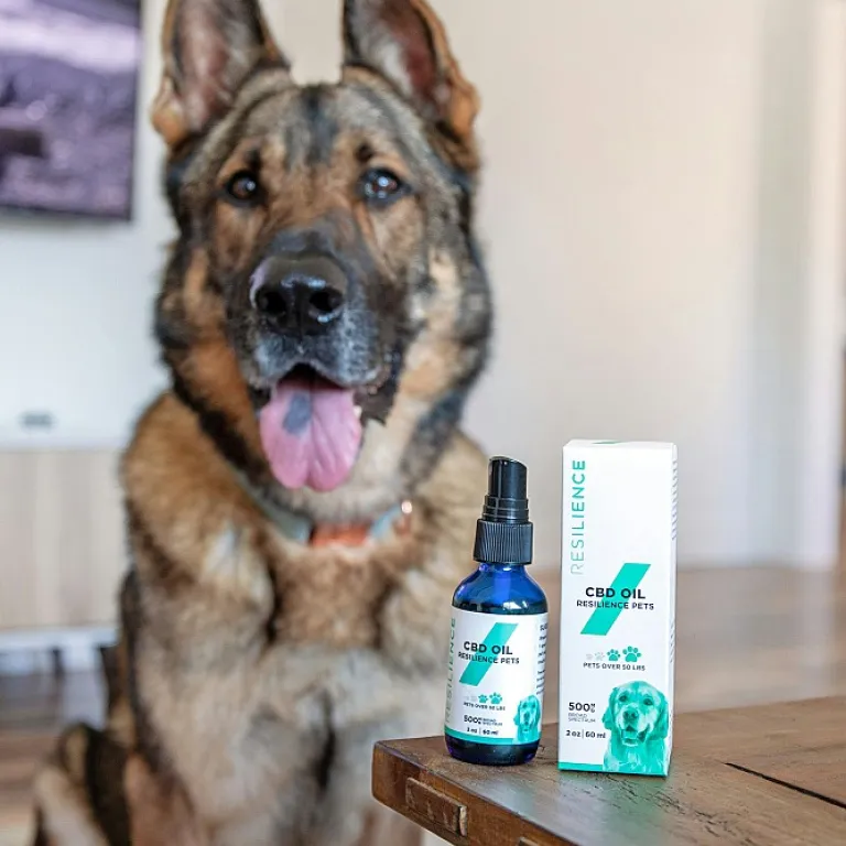 Le chewing-gum au cannabidiol : une option innovante pour le bien-être des chiens