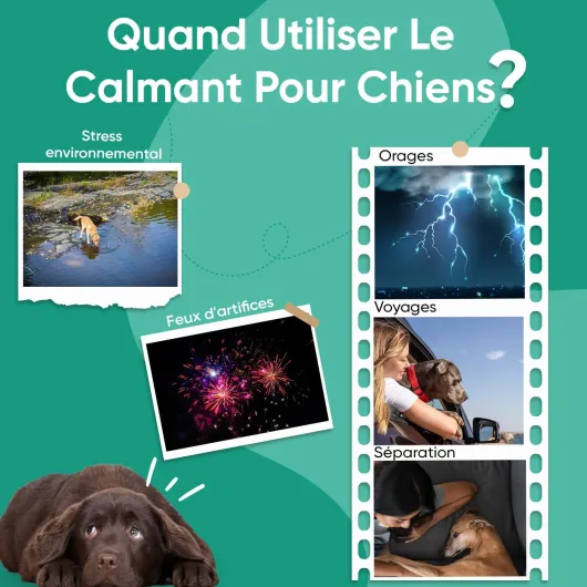 71bF7g--zmL._AC_SL1500_