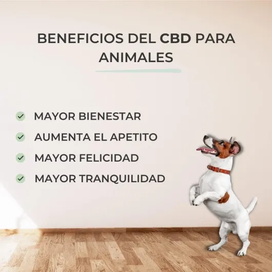 61riHCShgPL._AC_SL1200_