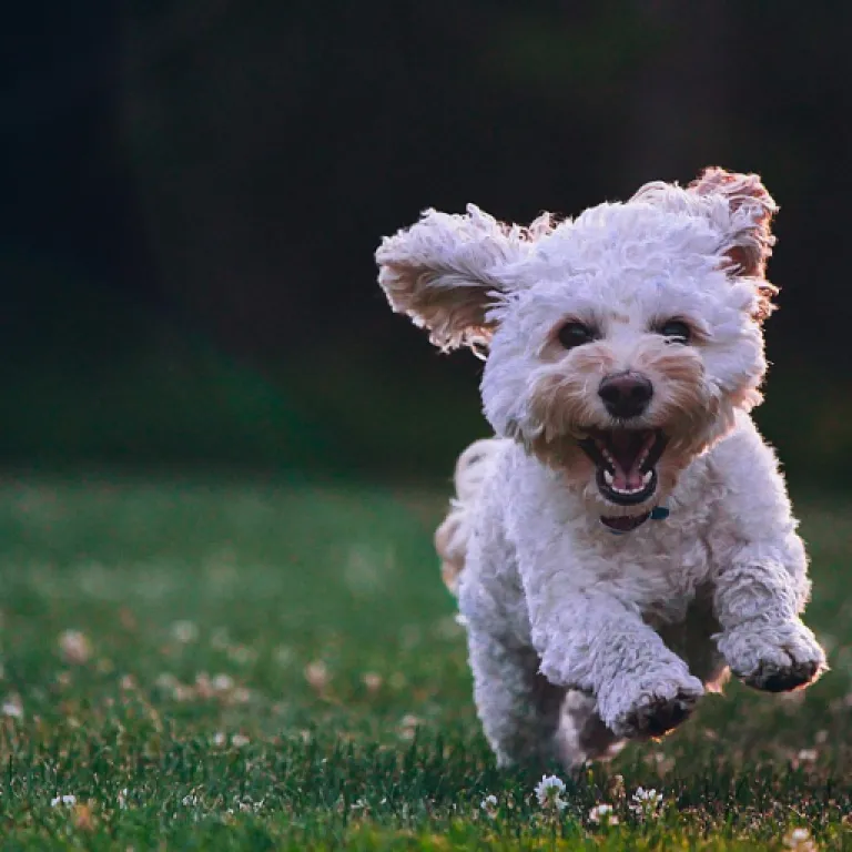 Comment soulager l’arthrose de votre chien avec le CBD : options et conseils
