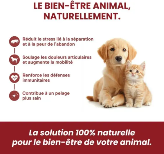 Pharma Care CBD - Huile MCT Coco 4% pour Chiens 5-10kg - Saveur Bacon