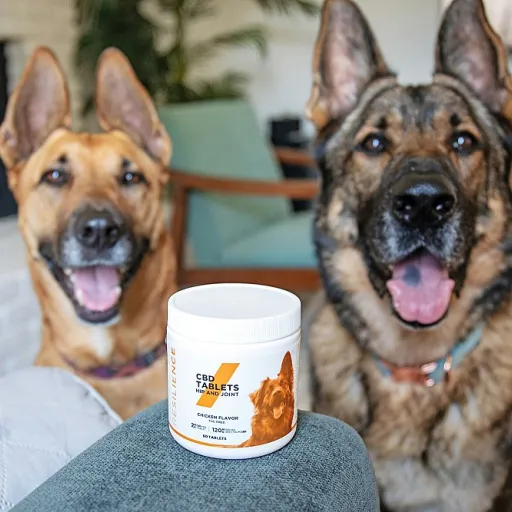 Comment un naturopathe pour animaux peut vous guider dans l’usage du CBD pour votre chien