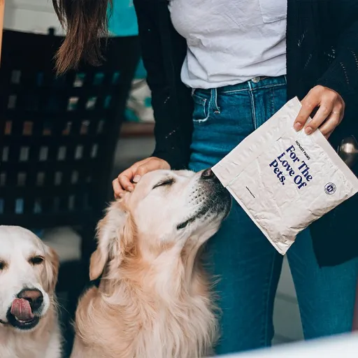 Protection des coussinets du chien : baumes au CBD, chaussons et soins complets des pattes