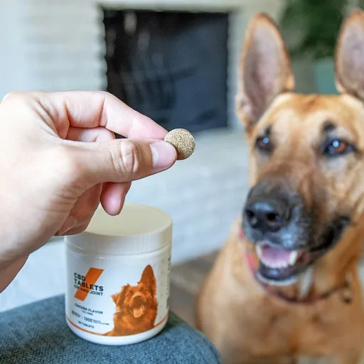 Spray démêlant pour chien : un soin ciblé pour le pelage et la peau, même chez les chiens sensibles au CBD