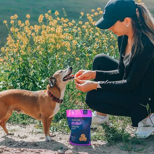 Mon chien se gratte sans puces : comprendre les démangeaisons et le rôle possible du CBD